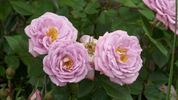 Vi's Violet™ rose photo