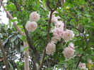 Baty's Pink Pillar rose photo