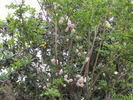 Baty's Pink Pillar rose photo