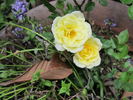 Sequoia Gold ™ rose photo