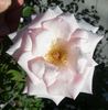 Alister's Gift ™ rose photo