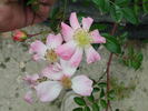 0-47-19 rose photo