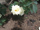 Frühlingsschnee rose photo