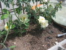 Frühlingsschnee rose photo