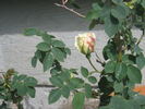 Frühlingsschnee rose photo