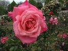 Mrs. Jennie Deverman rose photo