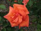 Beautiful Britain rose photo