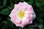 Greenall's Glory rose photo