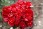 Warm rose photo