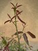 Lila Banks rose photo