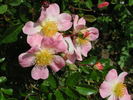 0-47-19 rose photo