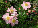 0-47-19 rose photo