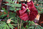 Vesuvian peony photo