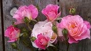 Condoleezza rose photo