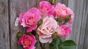 Condoleezza rose photo