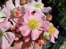 0-47-19 rose photo