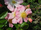 0-47-19 rose photo