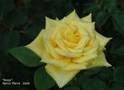 Rossi ® rose photo