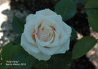 King Kong+ rose photo