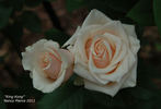 King Kong+ rose photo
