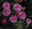 Sweet Milo™ rose photo