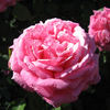 Elizabeth Bowers rose photo