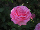 Elizabeth Bowers rose photo