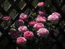 Elizabeth Bowers rose photo