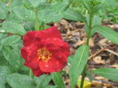 Rusty rose photo