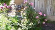 Condoleezza rose photo