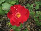 Hester Prynne rose photo