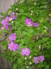 Ashva clematis photo