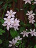 Caroline clematis photo