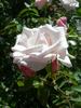 Alister's Gift ™ rose photo