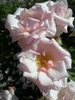 Alister's Gift ™ rose photo