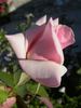 Alister's Gift ™ rose photo