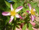 NESXHER rose photo
