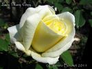 Lady Mary Corry rose photo