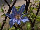 Teksa clematis photo