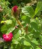 Jerry's Moss rose photo
