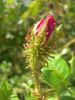 Jerry's Moss rose photo