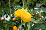 Golden Threshold ™ rose photo