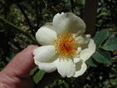 203-91-13 rose photo