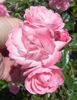 Fresh Pink rose photo