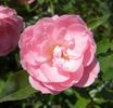 Fresh Pink rose photo