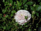 Too Cute rose photo