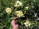 Yellow Sweetheart, Cl. rose photo