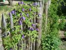Helsingborg clematis photo