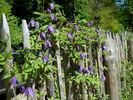 Helsingborg clematis photo