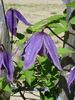 Helsingborg clematis photo